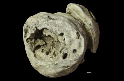 <i></i><br />Hirmuse creek outcrop,  m, Haljala Stage