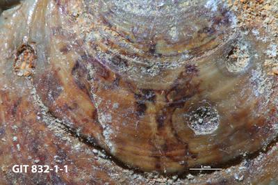 <i></i><br />Ülgase undergound mine,  m, Pakerort Stage