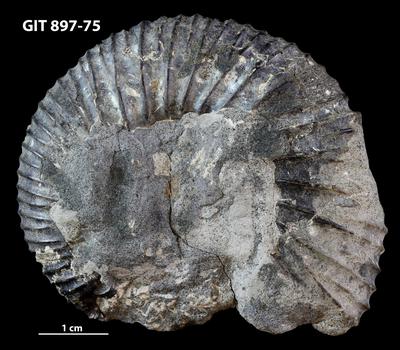 https://files.geocollections.info/large/67/14/6714fe60-7e4d-4e33-b68c-51d52f3e40fe.jpg