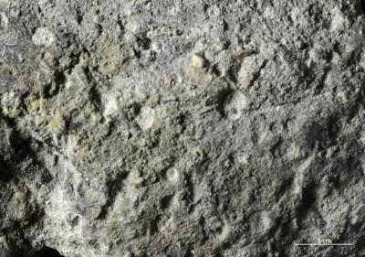 <i>Trypanites isp.</i><br />Väike-Pakri Island,  m, Kunda Stage