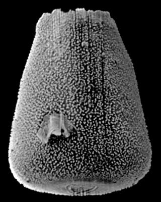 <i><i>Eisenackitina lagenomorpha</i></i><br />Kolka 54 borehole, 282.20 m, Kuressaare Stage (189-30)