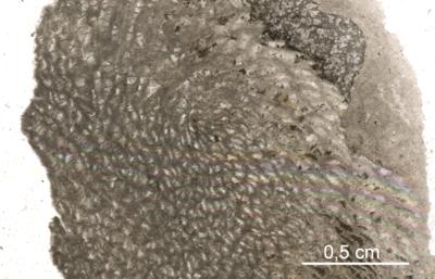 https://files.geocollections.info/large/67/50/6750294f-93a3-4817-b235-98130f5a9776.jpg