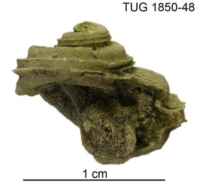 https://files.geocollections.info/large/67/50/6750bde6-574d-4c0c-a456-7d5afa6f5779.jpg