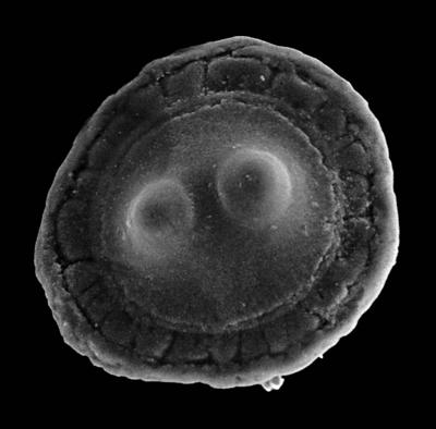 https://files.geocollections.info/large/67/59/67596bf8-89b2-4626-9647-fc3e2a6b3316.jpg