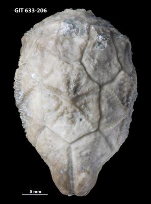 https://files.geocollections.info/large/67/63/676307d7-d351-4cab-b04d-51ffb063a96b.jpg