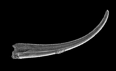 https://files.geocollections.info/large/67/69/6769af67-2f00-447b-80e8-27cd337521d5.jpg