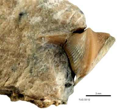 https://files.geocollections.info/large/67/9f/679fba1c-9e08-4006-ac6e-df3b82eccbdc.jpg