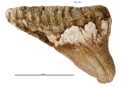 https://files.geocollections.info/large/67/b5/67b5ff44-72bc-44bf-b06c-b0e75c9b6208.jpg