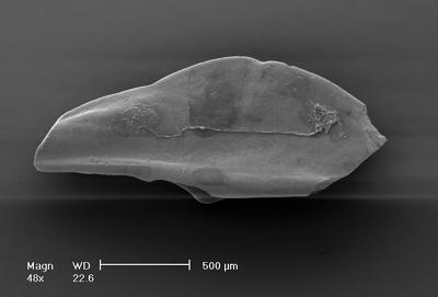 https://files.geocollections.info/large/68/03/680341e0-e452-40b4-9150-7dfdfe7bca5b.jpg