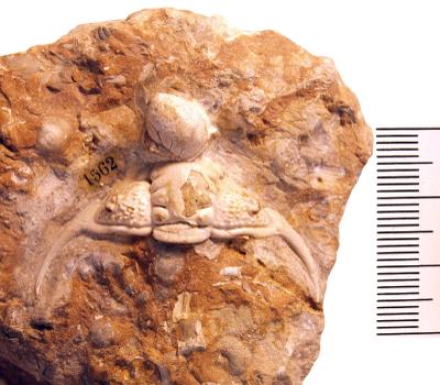 https://files.geocollections.info/large/68/04/68044a24-e517-4cbd-850c-ccdf31e6f85a.jpg