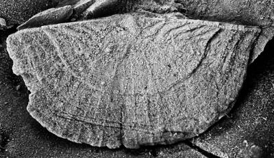 https://files.geocollections.info/large/68/1a/681a2c29-16c4-4e9f-8fcb-cda502f7d65b.jpg