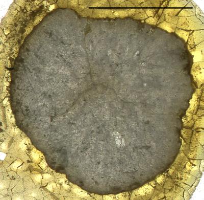 https://files.geocollections.info/large/68/2a/682ad221-da98-450f-89de-d4ae5d75f5a0.jpg