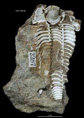 https://files.geocollections.info/large/68/72/687264be-4e5d-485b-9e37-24277d2566c2.jpg