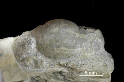 https://files.geocollections.info/large/68/a7/68a775bb-509a-40ce-8d6d-294d04f0490a.jpg