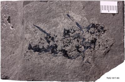 https://files.geocollections.info/large/68/b4/68b40708-679b-45ab-b361-9fe37e481e84.jpg