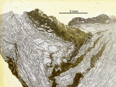 https://files.geocollections.info/large/68/be/68be58c2-5b10-4160-ac23-8a63f4e37b51.jpg