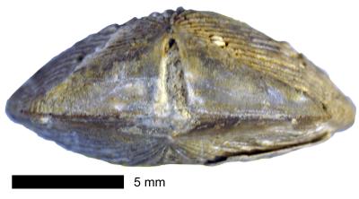 https://files.geocollections.info/large/68/be/68bea592-1d00-4e9d-a6d7-2eca5533215f.jpg