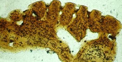 https://files.geocollections.info/large/68/c9/68c9c8f5-f1ac-4b3e-86b2-35f3a8d404f3.jpg
