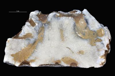 <i></i><br />Vanaküla Quarry,  m, Kukruse Stage