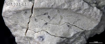 <i></i><br />Pärnu 1 borehole, 284.70 m, Pirgu Stage