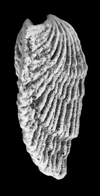 https://files.geocollections.info/large/69/0c/690c892c-5e98-452d-8995-03d6e9caf981.jpg