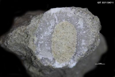 <i>Sanctum isp.</i><br />Aluvere quarry,  m, Idavere Substage