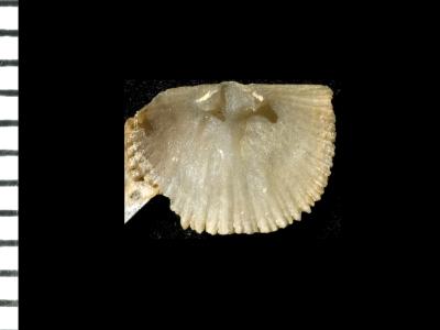 https://files.geocollections.info/large/69/5d/695d79d3-c7bb-4da3-a57a-b17eaecb9738.jpg
