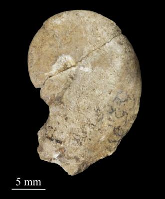 https://files.geocollections.info/large/69/63/6963896d-6839-4a36-a978-cf2acdeba946.jpg