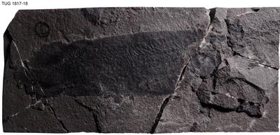 https://files.geocollections.info/large/69/99/699994a5-05bd-44ce-a351-620501a936b2.jpg