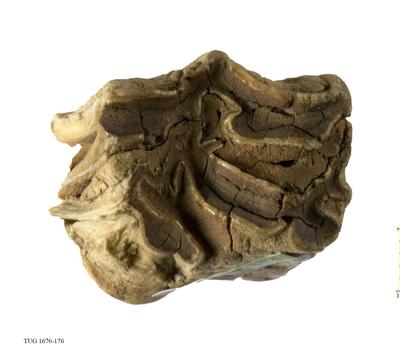 https://files.geocollections.info/large/69/9b/699b9abc-b08e-4eef-8b6c-bea81a043478.jpg