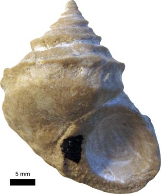https://files.geocollections.info/large/69/a0/69a0a4ad-bef1-4ef1-a3bb-86d6e85fde7d.jpg