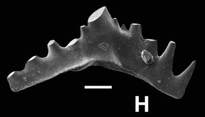 https://files.geocollections.info/large/69/a6/69a6979d-054f-4bf1-9cc6-f613638ac7eb.jpg