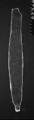<i><i>Chitinozoa</i></i><br />,  m,  (1532-88)