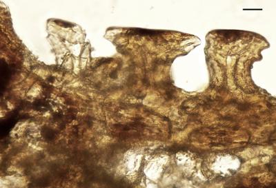 https://files.geocollections.info/large/69/c5/69c5fc1b-23b7-4762-a40b-90bd8fbc91f8.jpg