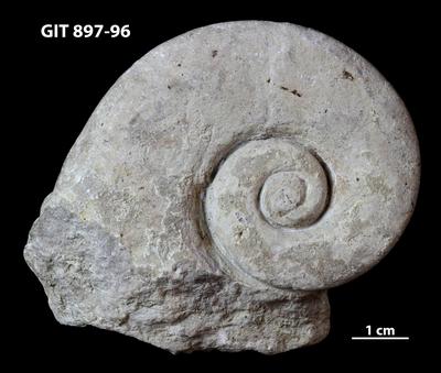 https://files.geocollections.info/large/69/d7/69d78585-56f8-41ba-ad8c-0ef4de4d60c8.jpg