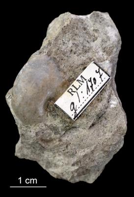 https://files.geocollections.info/large/6a/29/6a299a90-e1a0-4e56-9a99-671e16017f7b.jpg