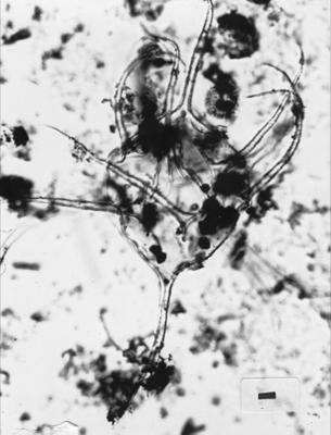 https://files.geocollections.info/large/6a/39/6a397a6a-ecdf-4aaf-b197-a04cdf028883.jpg