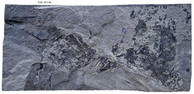 https://files.geocollections.info/large/6a/45/6a45eb78-b216-459b-bd19-848337d9324b.jpg