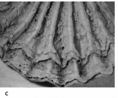 <i>Trypanites aff. fimbriatus (Stephenson, 1952)</i><br />Kohtla,  m, Kukruse Stage