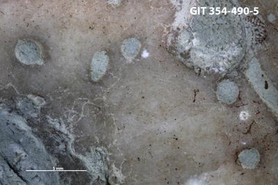 <i>Trypanites isp.</i><br />Kõinastu islet,  m, Adavere Stage