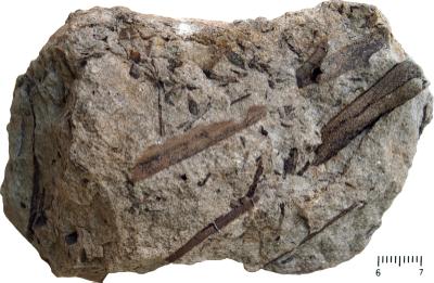 https://files.geocollections.info/large/6a/61/6a61ea4b-b0b4-42b9-8d5b-e2cf245b4ee3.jpg