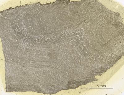 https://files.geocollections.info/large/6a/67/6a6763d5-91d2-42b3-b398-185a6f253811.jpg