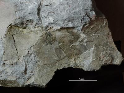https://files.geocollections.info/large/6a/6d/6a6db46c-3cf2-45cc-b86a-f4dda2bddcff.jpg