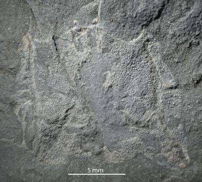https://files.geocollections.info/large/6a/8a/6a8aff27-e50a-49c5-ad4b-ee519a5c1821.jpg