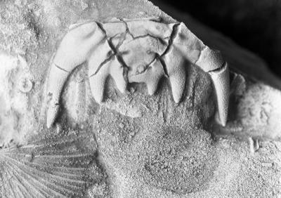 https://files.geocollections.info/large/6a/b3/6ab3326d-f76a-4619-90c1-0ef404afc663.jpg