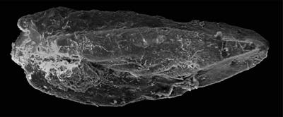 https://files.geocollections.info/large/6a/ba/6aba899c-4173-4033-98d3-205747e69e38.jpg