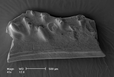 https://files.geocollections.info/large/6a/bc/6abc53d3-83a5-402f-9aa3-451b969e8516.jpg