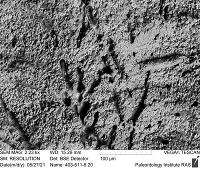 <i></i><br />Ohesaare cliff,  m, Ohesaare Stage