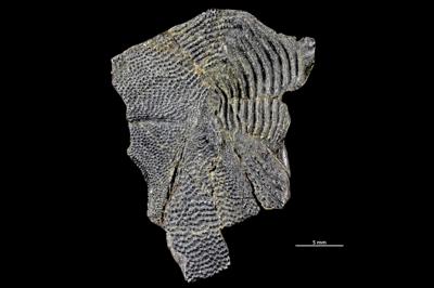 https://files.geocollections.info/large/6b/03/6b03379f-04cb-4169-af8a-19600a439608.jpg