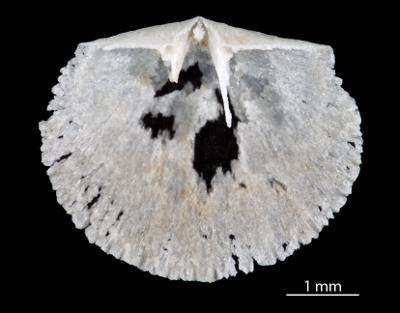 https://files.geocollections.info/large/6b/0d/6b0dbd21-cf57-4fe9-9baa-48c921851610.jpg